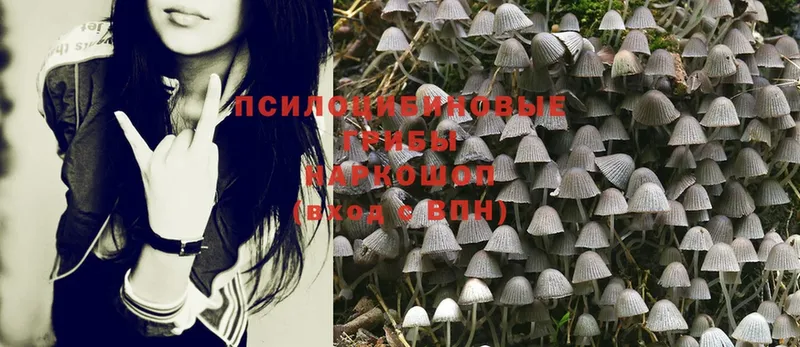 Псилоцибиновые грибы MAGIC MUSHROOMS  площадка клад  Ликино-Дулёво 